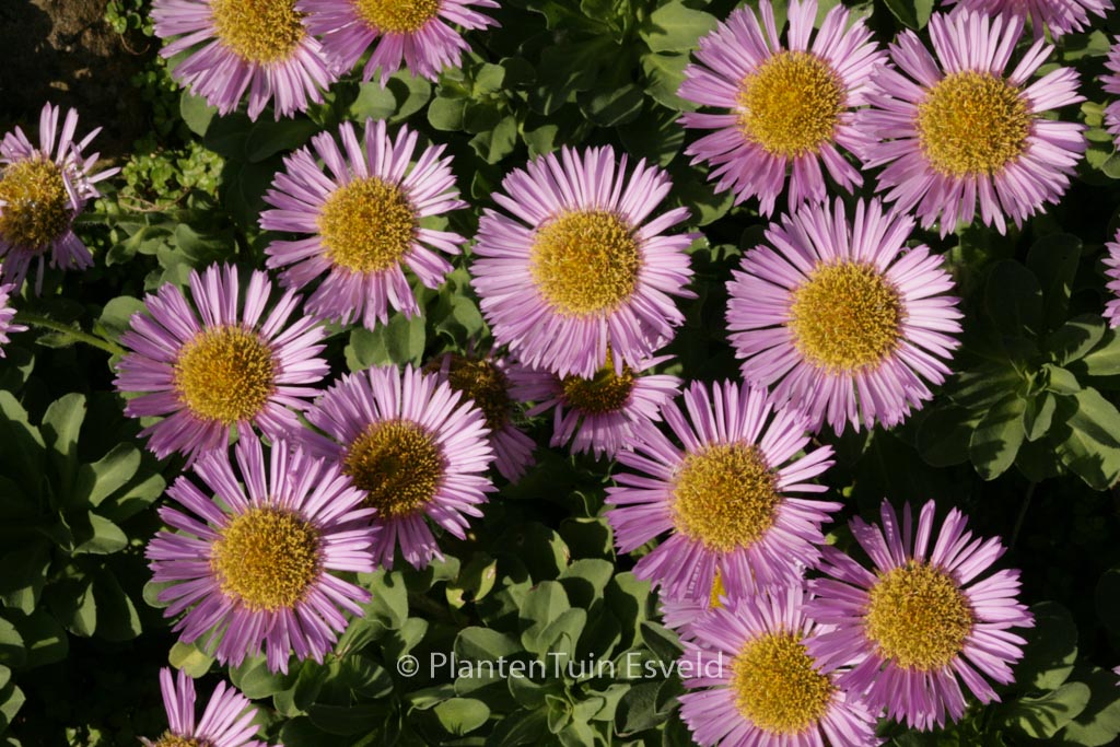 Erigeron ‚Rosa Juwel‘