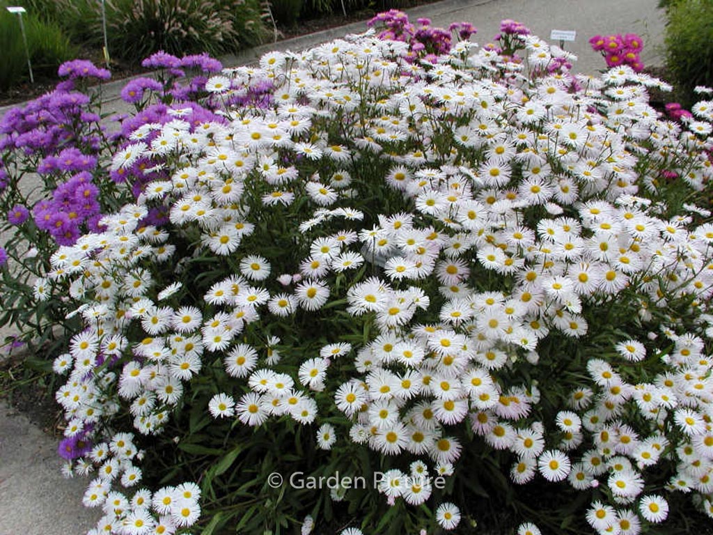 Erigeron ‚Sommerneuschnee‘