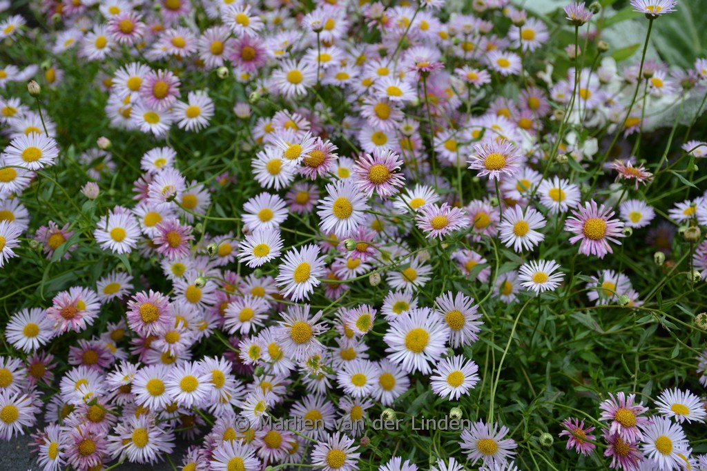 Erigeron karvinskianus ‚Lavender lady‘