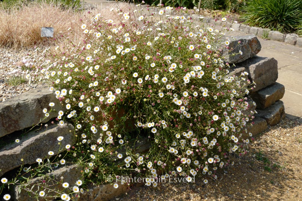 Erigeron karvinskianus