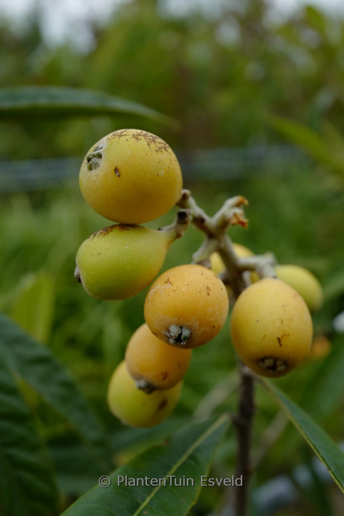 Eriobotrya japonica ‚Tanaka‘
