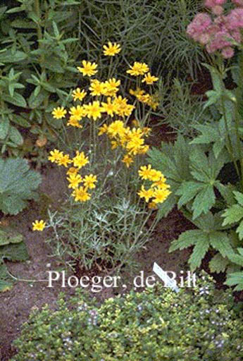 Eriophyllum lanatum