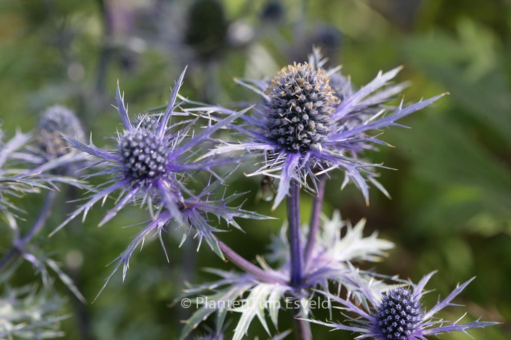Eryngium bourgatii
