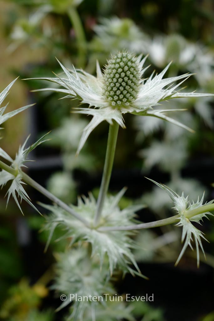 Eryngium giganteum ‚Silver Ghost‘