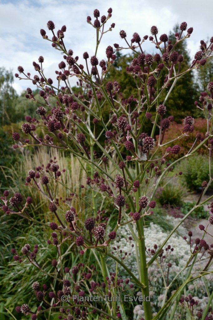 Eryngium pandanifolium ‚Physic Purple‘