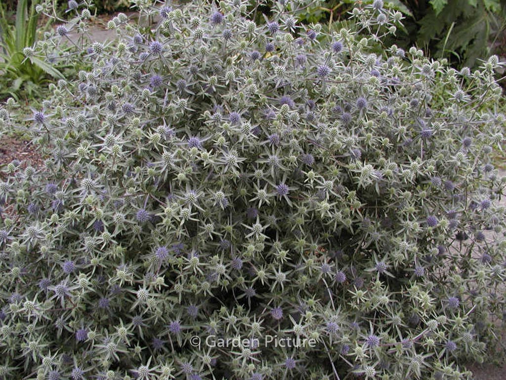 Eryngium planum ‚Blauer Zwerg‘