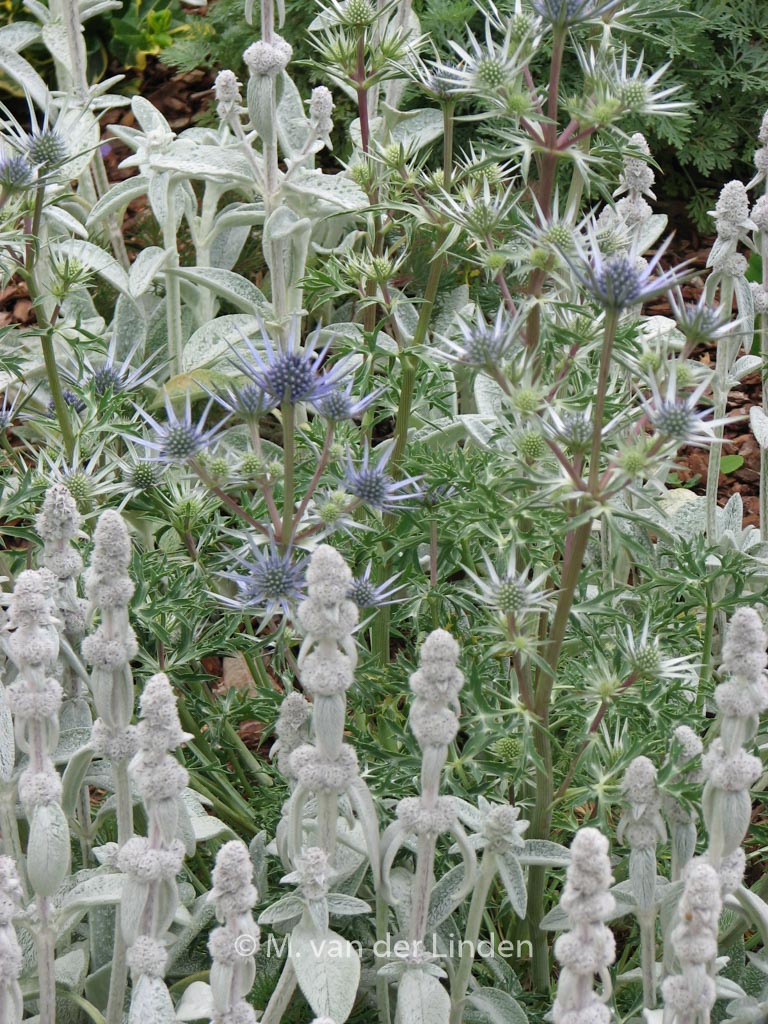 Eryngium planum ‚Blaukappe‘