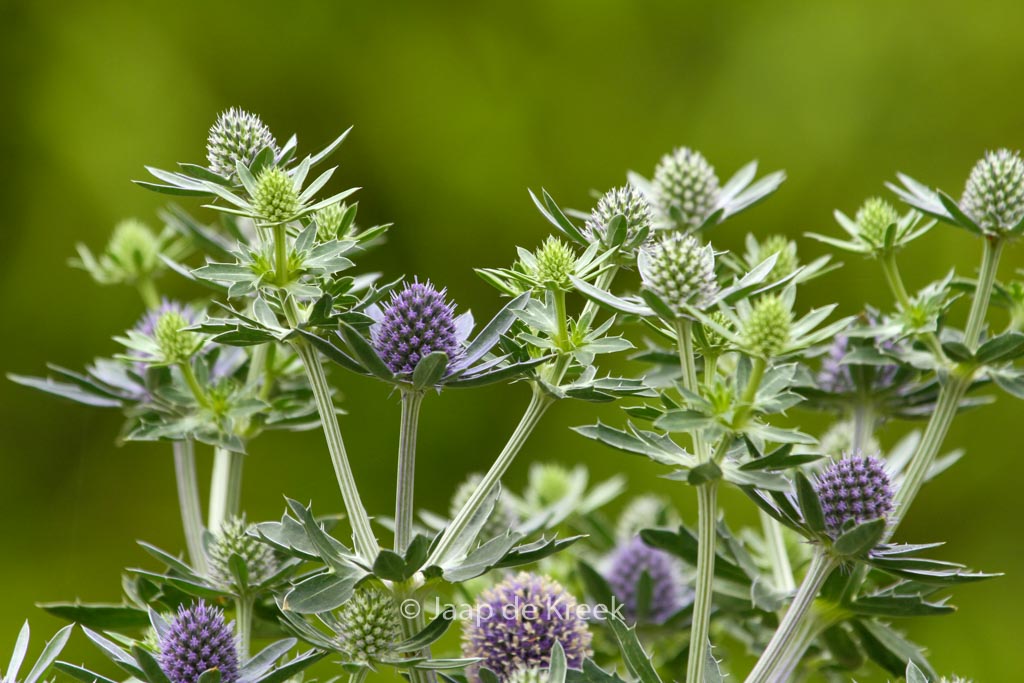 Eryngium planum ‚Blue Hobbit‘