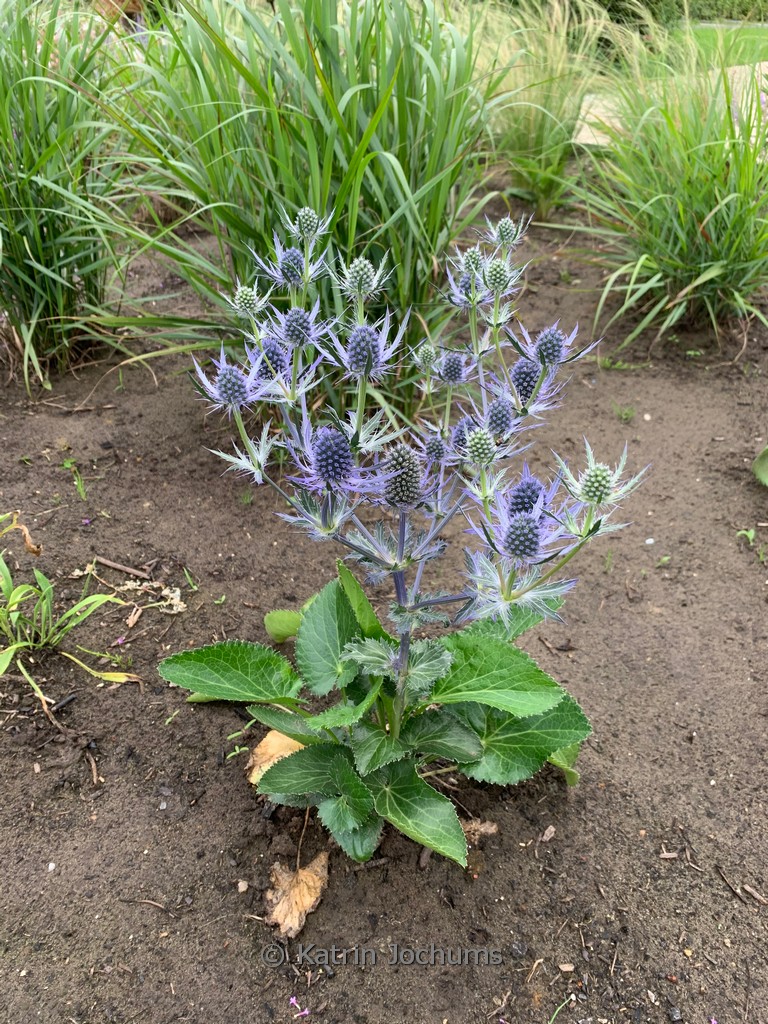Eryngium planum ‚Magical Blue Lagoon‘