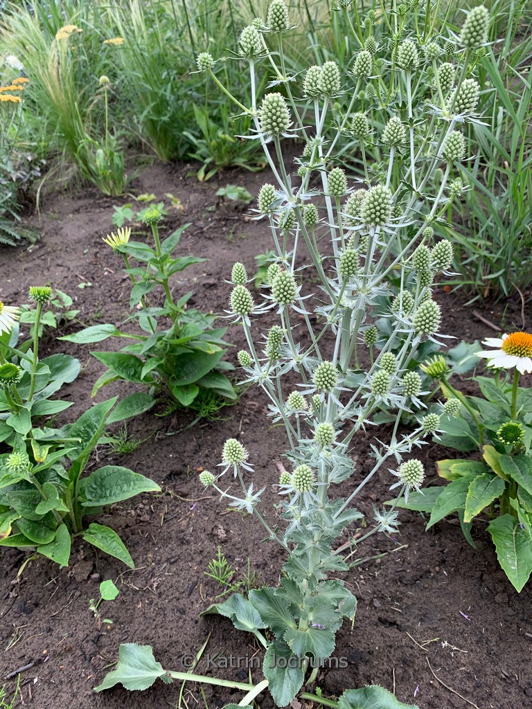 Eryngium planum ‚Magical Silver‘