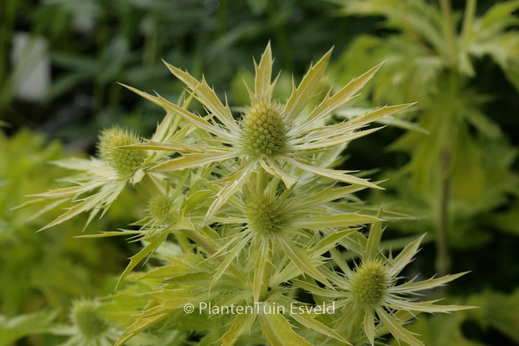 Eryngium zabelii ‚Neptunes Gold‘