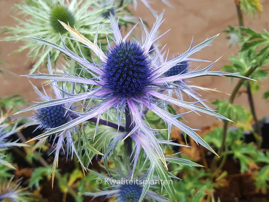 Eryngium zabelii ‚Violetta‘