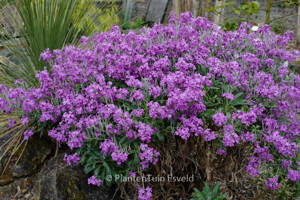 Erysimum ‚Bowles Mauve‘