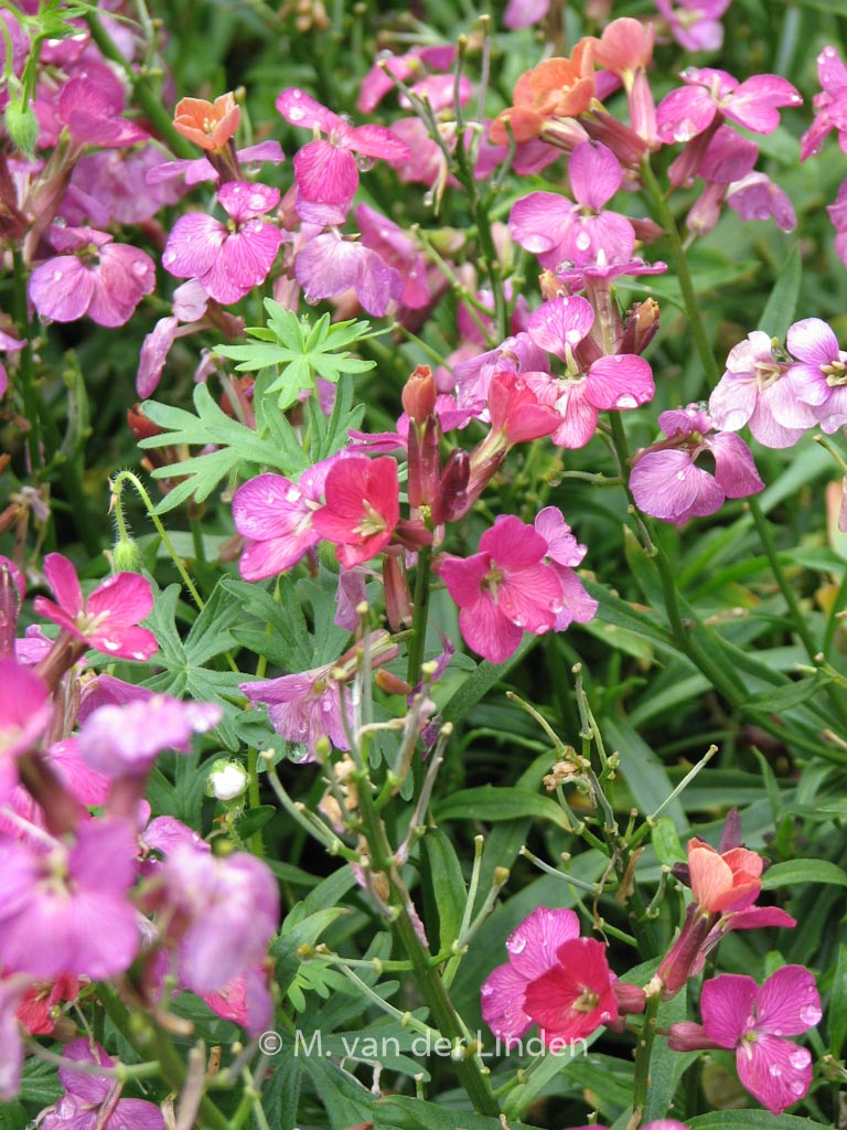 Erysimum ‚Constant Cheer‘