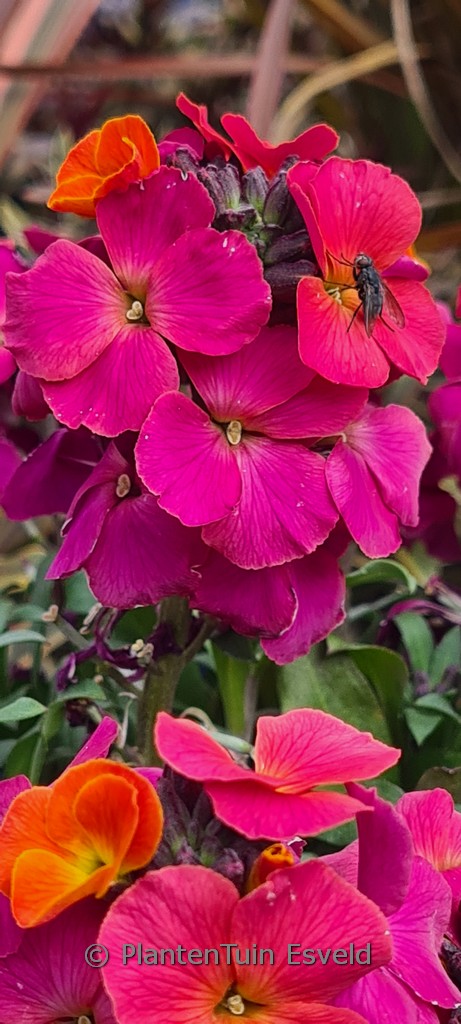 Erysimum ‚Leya Orange Purple Glow‘