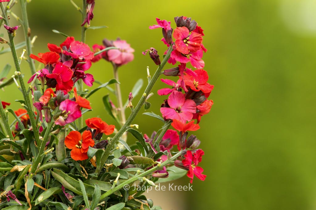 Erysimum ‚Red Jep‘
