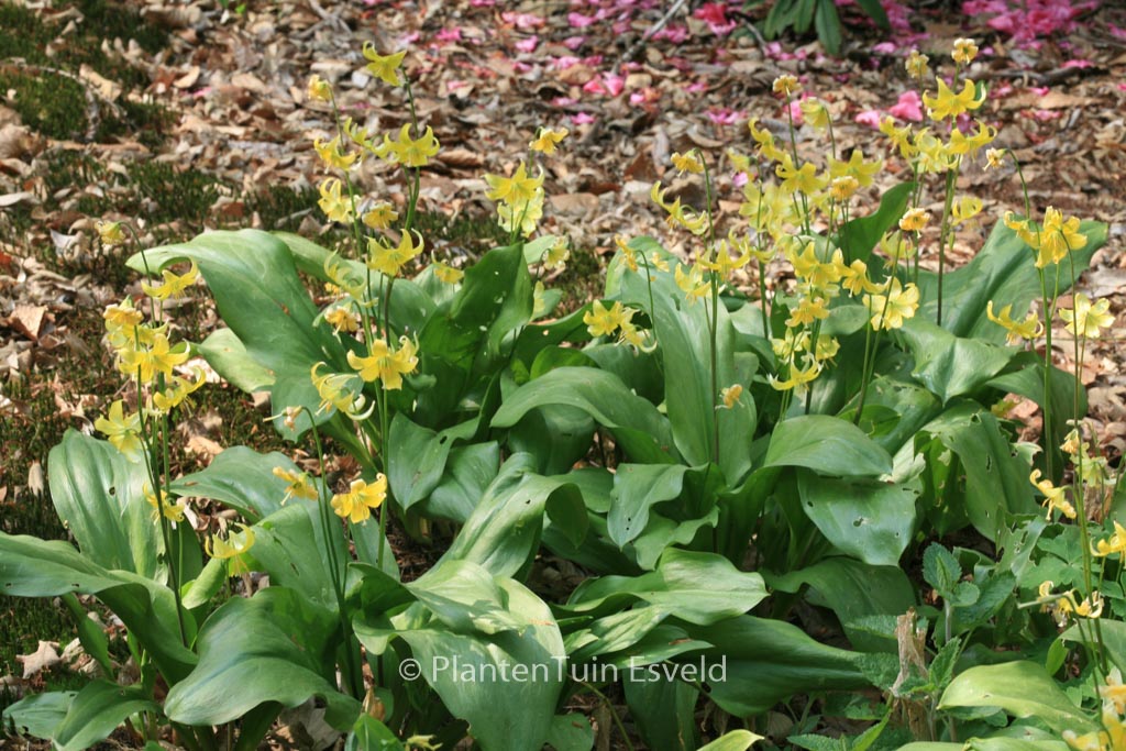 Erythronium ‚Pagoda‘