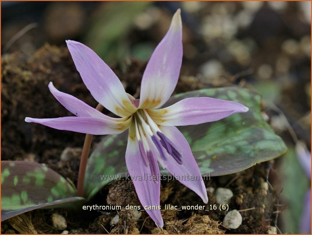 Erythronium dens-canis ‚Lilac Wonder‘