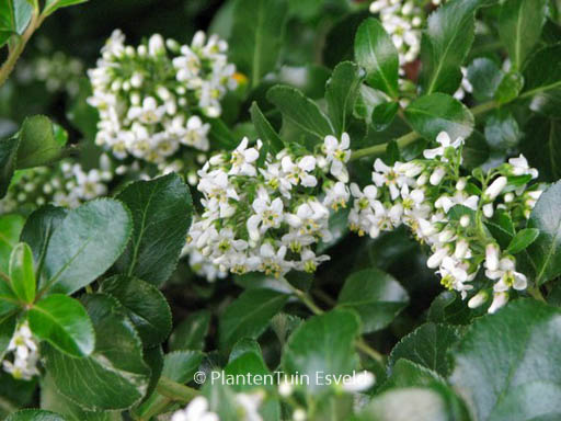 Escallonia ‚Iveyi‘