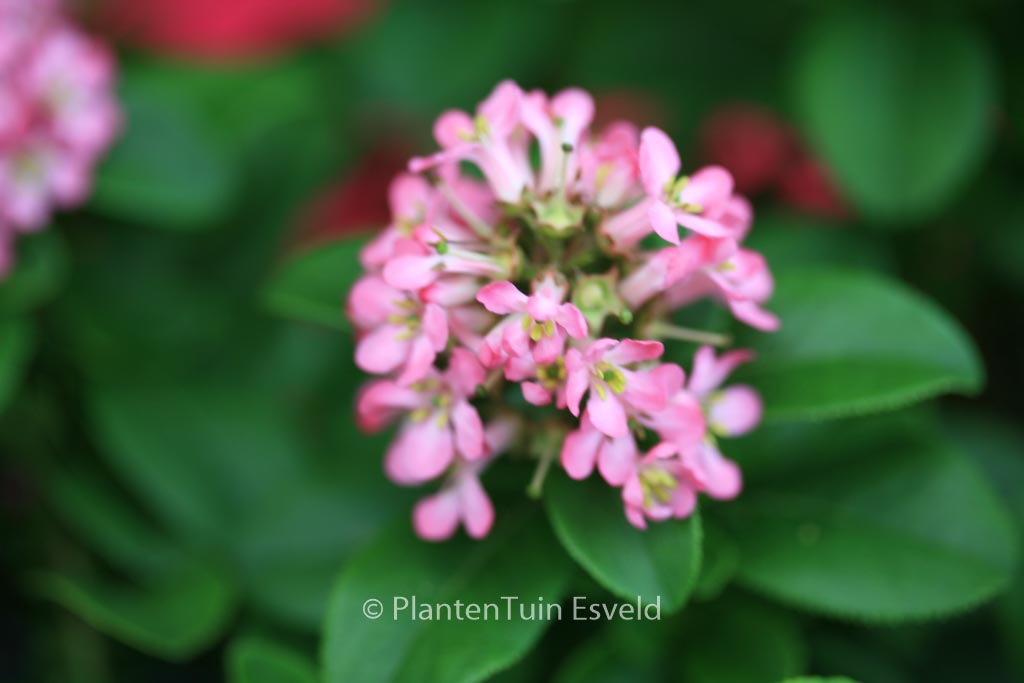 Escallonia ‚Lades‘ (PINK ELLE)