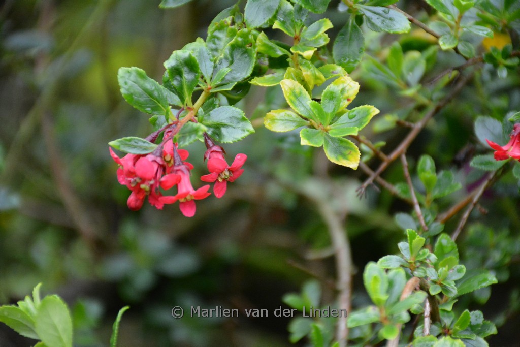 Escallonia ‚Red Dream‘