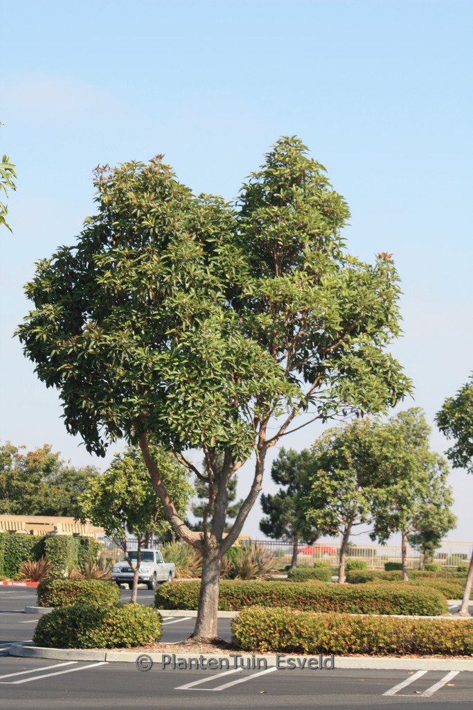 Eucalyptus citriodora