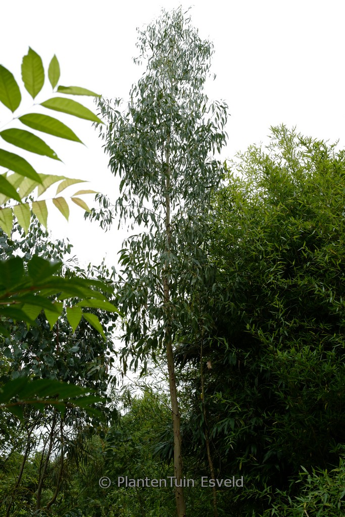 Eucalyptus johnstonii