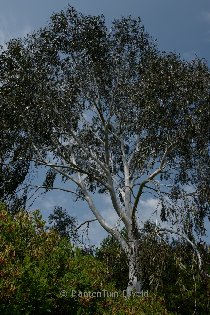Eucalyptus pauciflora niphophila