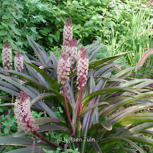 Eucomis comosa ‚Sparkling Burgundy‘