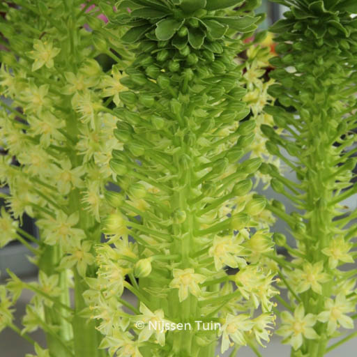 Eucomis pole-evansii