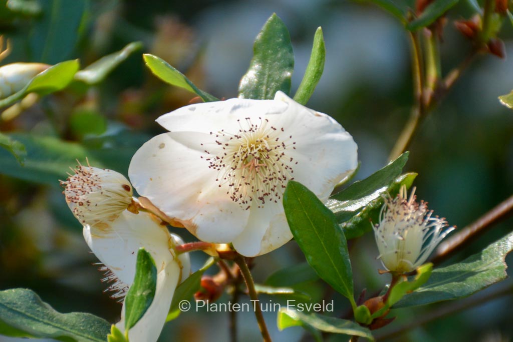 Eucryphia intermedia ‚Rostrevor‘