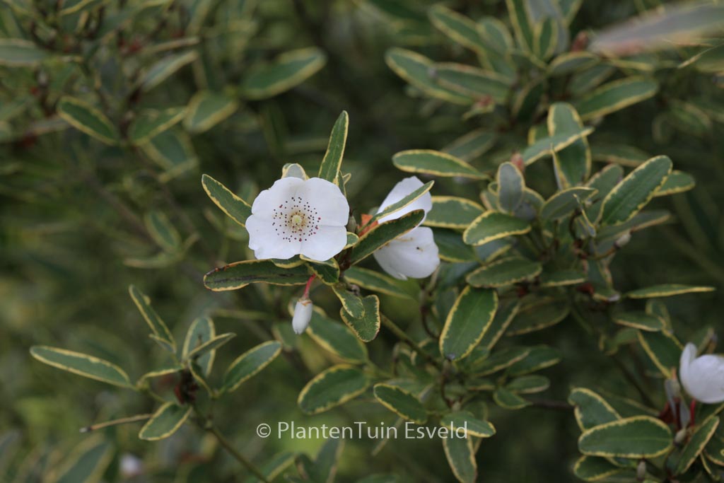 Eucryphia lucida ‚Gilt Edge‘