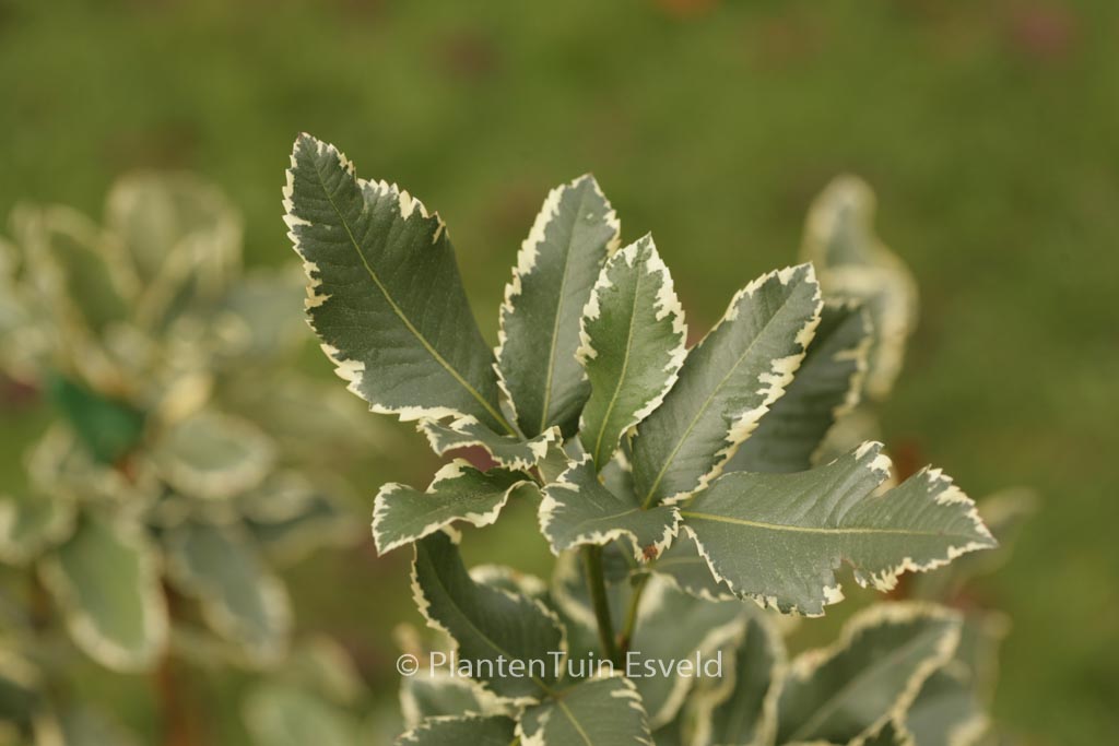 Eucryphia nymansensis ‚Nymans Silver‘