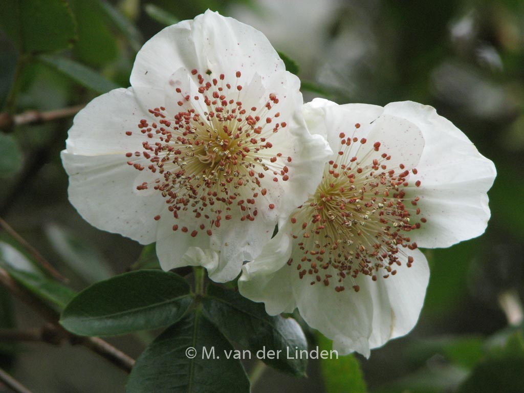 Eucryphia nymansensis ‚Nymansay‘
