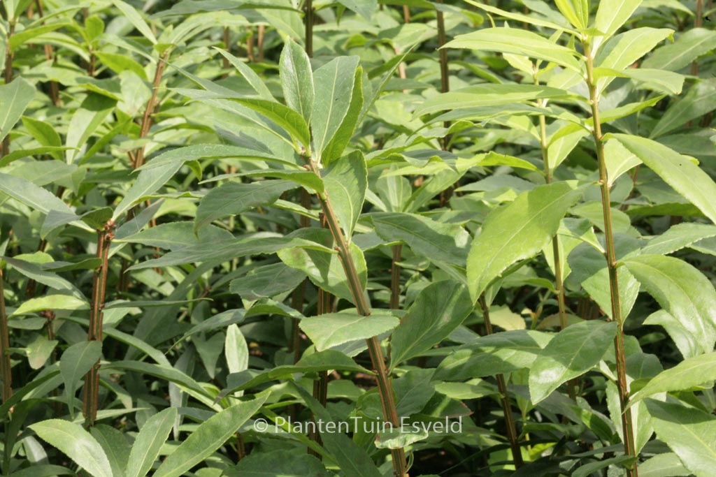 Euonymus alatus ‚Blade Runner‘