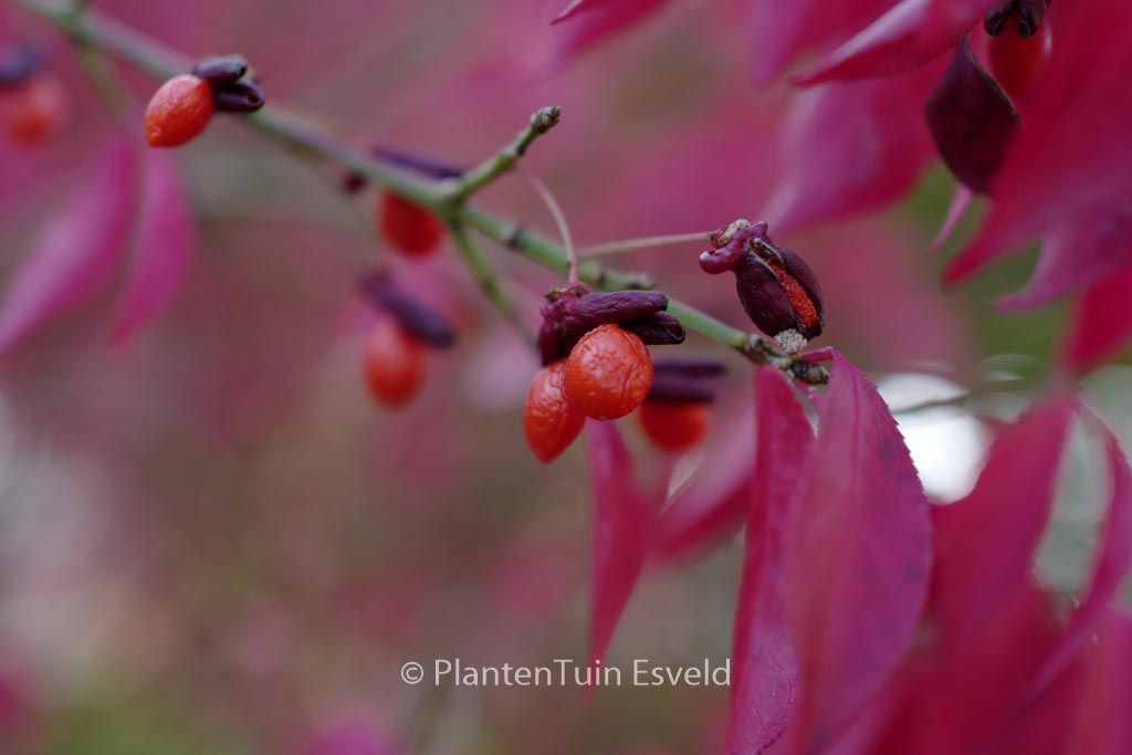 Euonymus alatus ‚Compactus‘