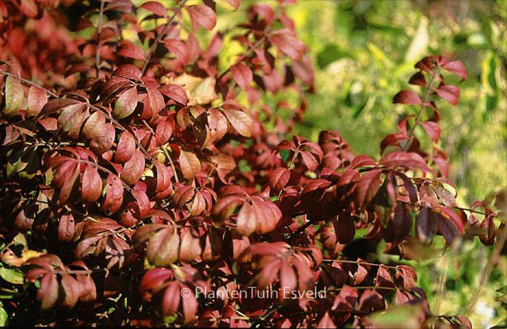 Euonymus alatus ‚Fireball‘