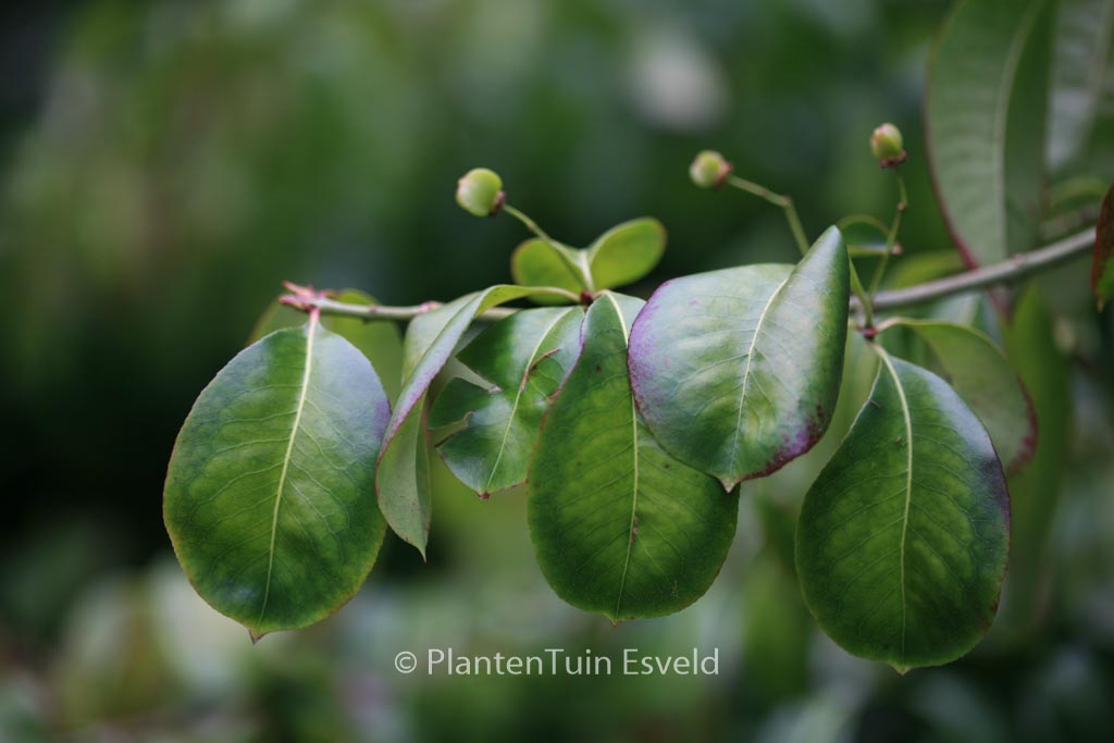 Euonymus carnosus ‚Trompenburg Lustre‘