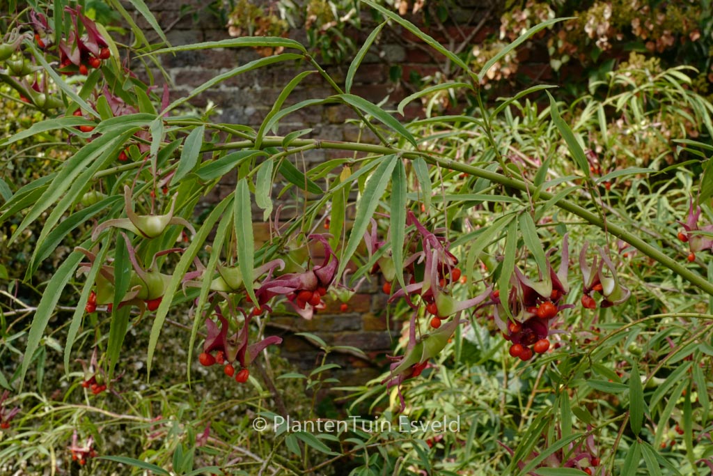 Euonymus cornutus quinquecornutus