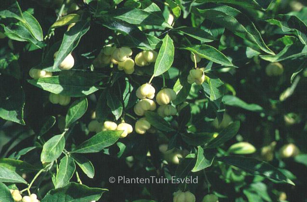 Euonymus europaeus ‚Albus‘