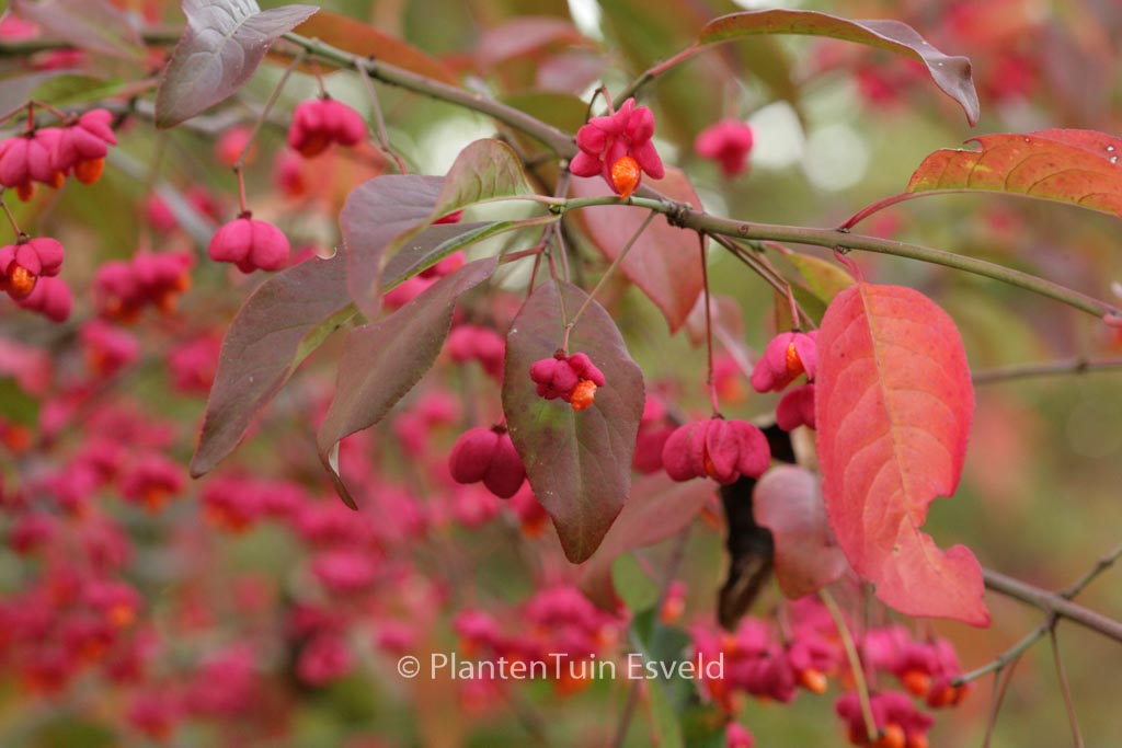 Euonymus europaeus ‚Red Cascade‘