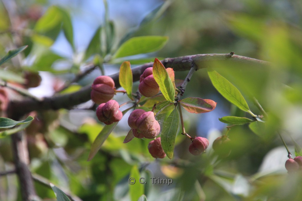 Euonymus europaeus