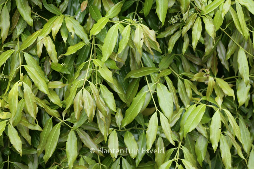 Euonymus fimbriatus