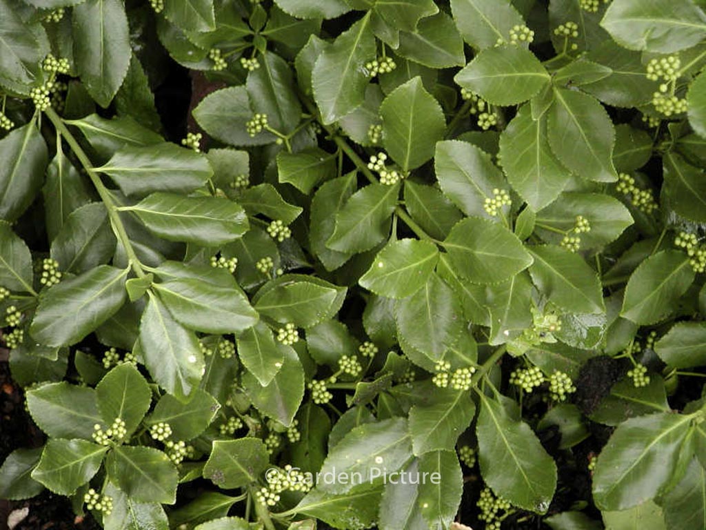 Euonymus fortunei ‚Dart’s Blanket‘