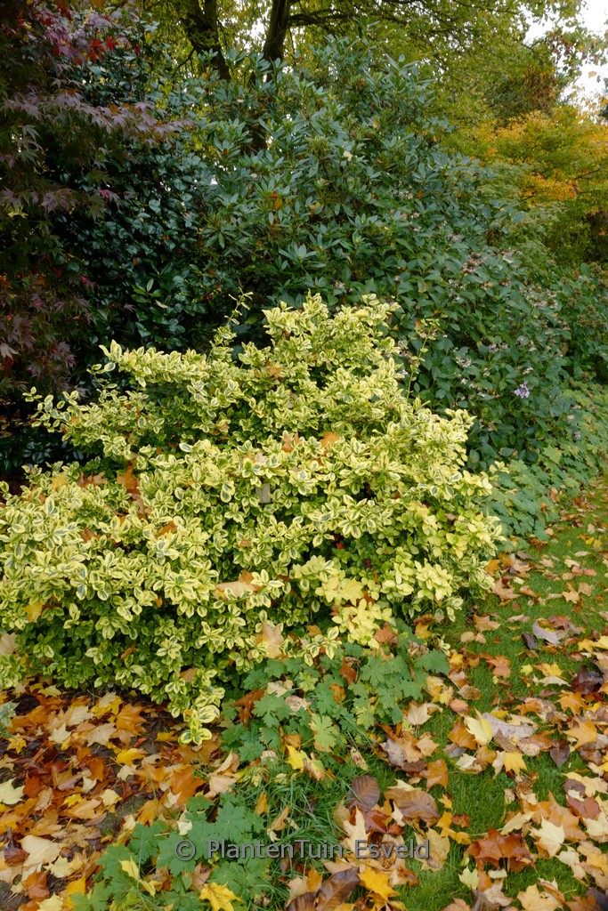 Euonymus fortunei ‚Emerald & Gold‘