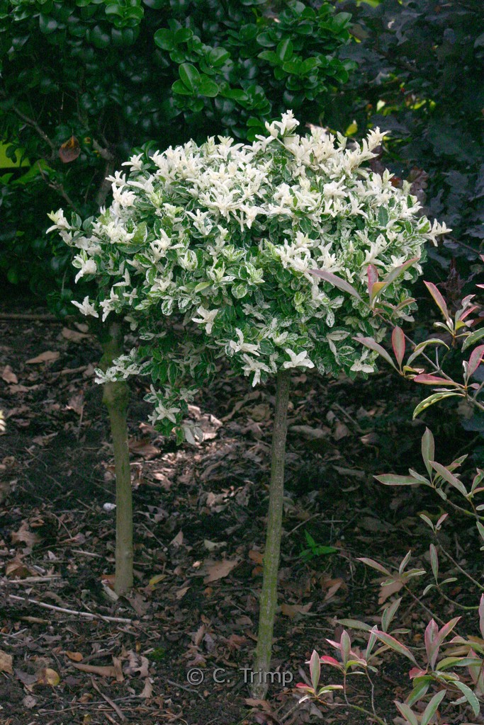 Euonymus fortunei ‚Harlequin‘