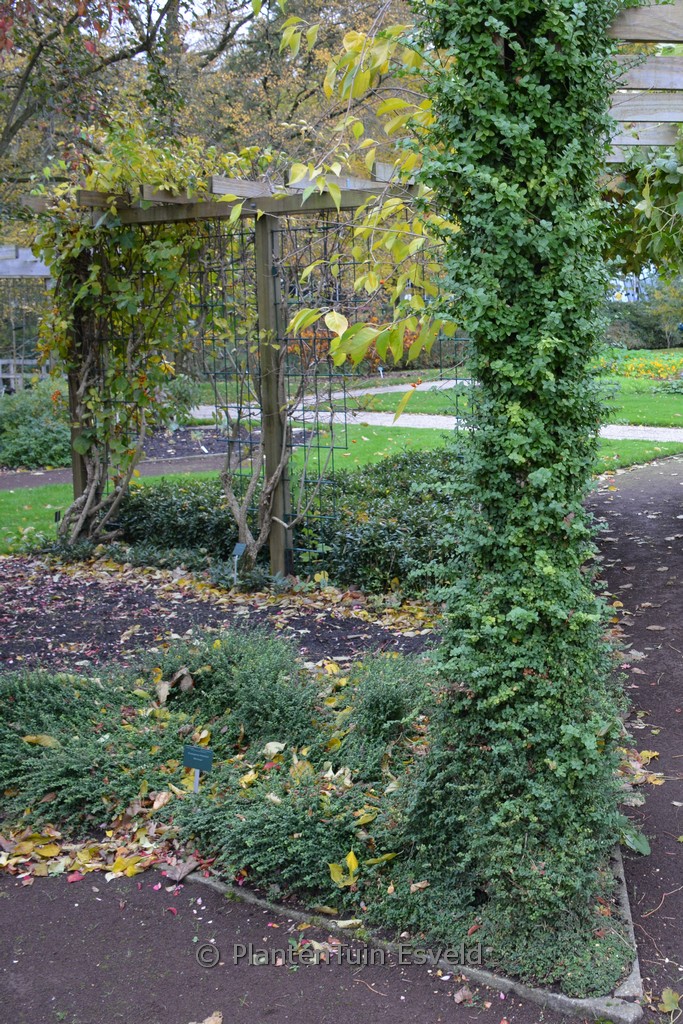 Euonymus fortunei ‚Minimus‘