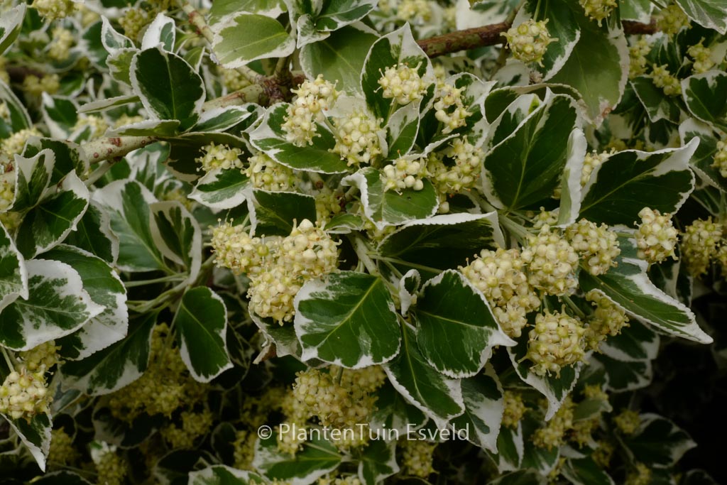 Euonymus fortunei ‚Silver Queen‘