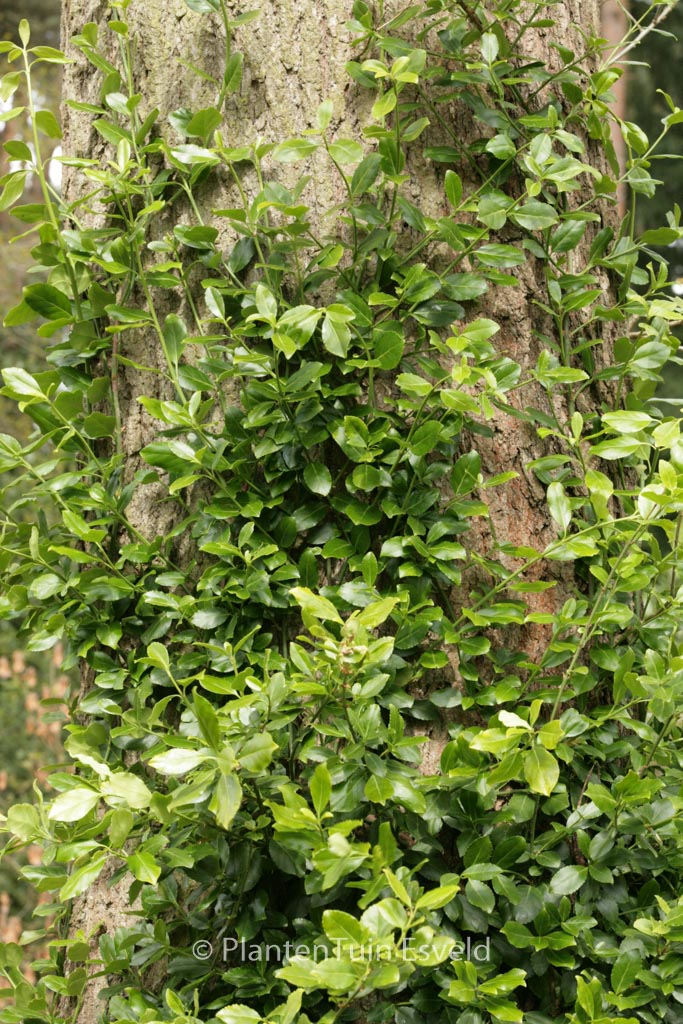 Euonymus fortunei ‚Vegetus‘