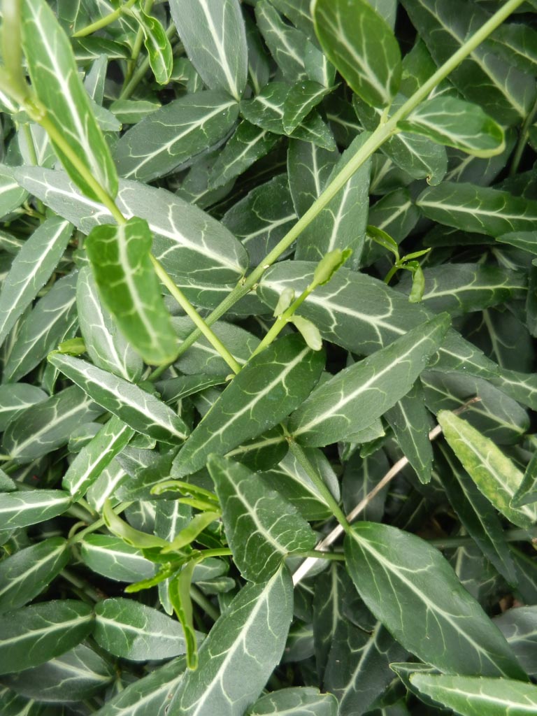 Euonymus fortunei ‚Wolong Ghost‘